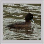 Aythya fuligula - Reiherente w01 Warendorf.jpg